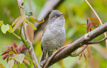 Barred Warbler, Sylvia nisoria. The male sings, sitting on a branch of a walnut