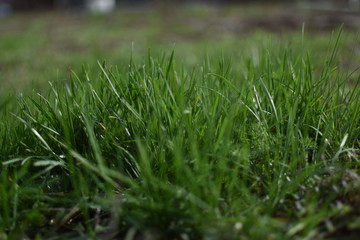 fresh green grass