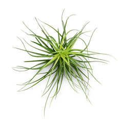 Air plant with scientific name Tillandsia,  isolated white background. This has clipping path.   