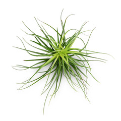 Fototapeta premium Air plant with scientific name Tillandsia, isolated white background. This has clipping path. 