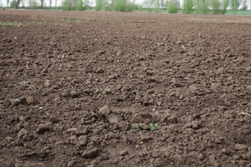 Texture photo of the soil. A garden in the village.