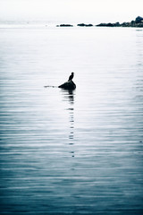 silhouette of a bird