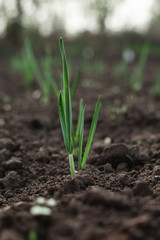 A small plant in the ground. Macro shooting. Lots of greenery. Onion grows in a vegetable garden in the village.