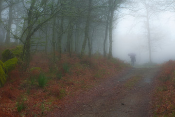 Foggy portuguese forest