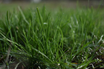 fresh green grass