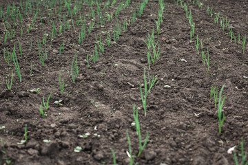 A small plant in the ground. Lots of greenery. Onion grows in a vegetable garden in the village.