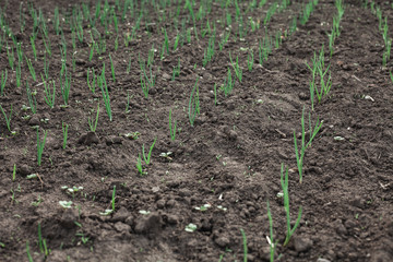 A small plant in the ground. Lots of greenery. Onion grows in a vegetable garden in the village.