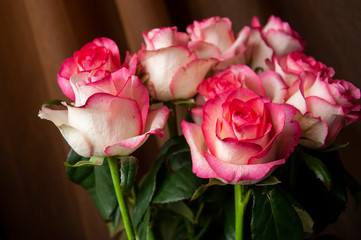 Lovely bouquet with big flowers of roses of bright pink and white color are staying on the table. Green leaves and thorns. Still life. Brown  background