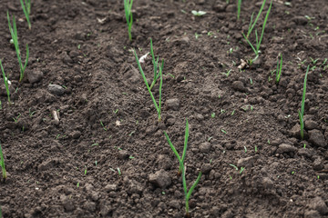 A small plant in the ground. Lots of greenery. Onion grows in a vegetable garden in the village.
