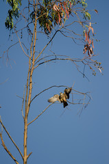 Eleonora's falcon (Falco eleonorae) landing on a eucalyptus branch. The Nublo Rural Park. Tejeda. Gran Canaria. Canary Islands. Spain.