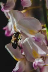 bee on pink flower
