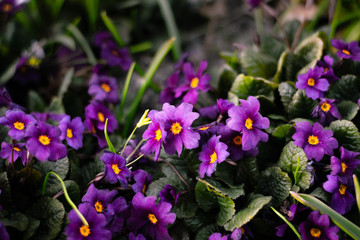 Purple Primrose 'Wanda' flowers blooming in early spring