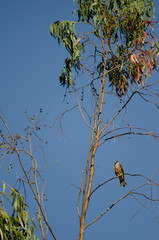 Eleonora's falcon Falco eleonorae on a eucalyptus branch. The Nublo Rural Park. Tejeda. Gran Canaria. Canary Islands. Spain.