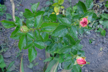 A few unblown rosebuds. Little rose bush.
