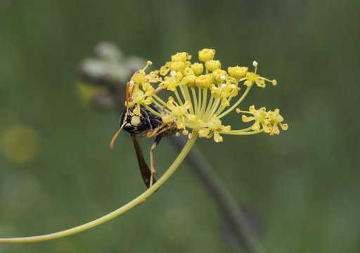 Polistes dominulus European paper wasp yellow and black insect taking nectar on flower of Thapsia villosa green background