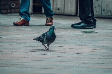 legs of a man and bird