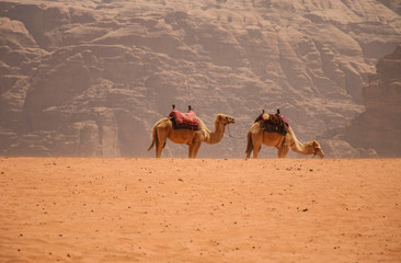 Camels rest among the sands in the desert Wadi Rum, Jordan