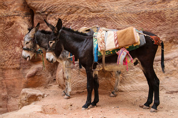 Donkeys with colorful traditional harness in Petra, Jordan