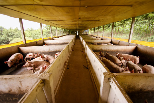 Interior de um grande chiqueiro em uma fazenda do interior