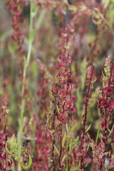 Rumex bucephalophorus docks small plant with a peculiar reddish color