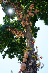 Egzotyczne drzewo, egzotyczne owoce w Brazylii