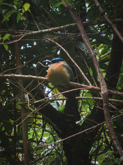 Bright bird in costa rica