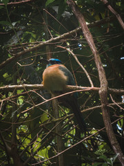 Colourful bird on a branch in Costa Rica