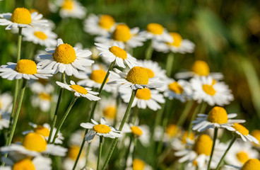 Bloom. Chamomile. Blooming chamomile field, chamomile flowers on  meadow in summer, selective focus, blur. Beautiful nature scene with blooming medical daisies on sun day. Beautiful meadow background
