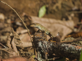 Small lizard taking some sunlight