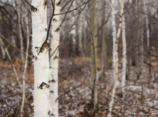 Obraz premium Tree trunk on a blurred background. Forest landscape for poster. Birch Grove.