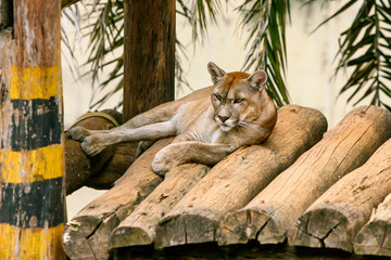 Puma descansando em cima de toras de madeira em um parque zoológico.