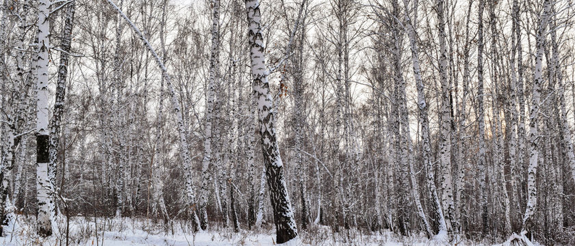 Winter landscape of a birch forest. Horizontal photography.