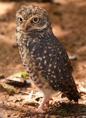 Sowa w brazylijskim lesie deszczowym © Tomasz Aurora