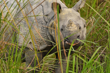 rhino in grass