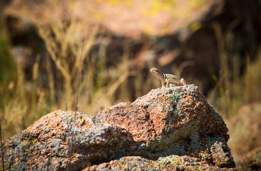 lizard on rock
