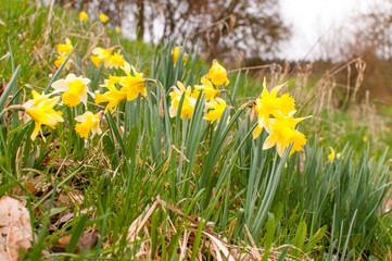 Misselflower or Daffodil meadow in Misselberg in the Rhein Lahn district in Germany. The daffodils grow wild and decorate the meadows and fields every year.