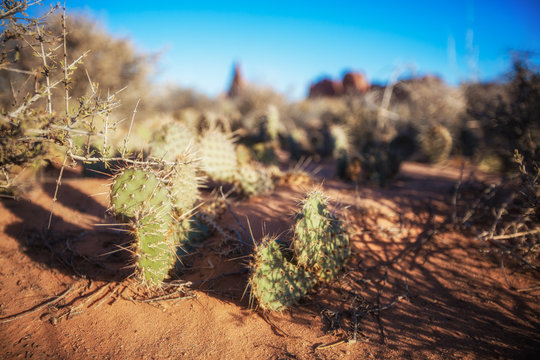 cactus in the desert