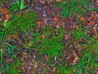 moss on the ground