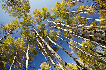 Aspen Trees against the sky