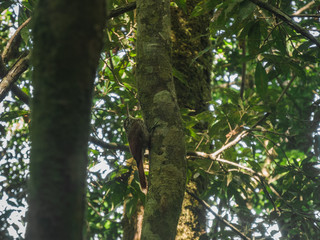 Ave llamada Trepatroncos de perfil