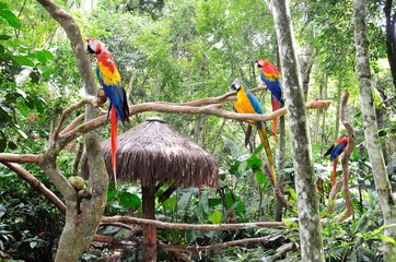 Kolorowe papugi ara w Brazylii