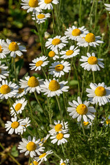 Bloom. Chamomile. Blooming chamomile field, chamomile flowers on  meadow in summer, selective focus, blur. Beautiful nature scene with blooming medical daisies on sun day. Beautiful meadow background