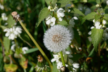 Aigrettes ou pappus de pissenlit dent de lion - France