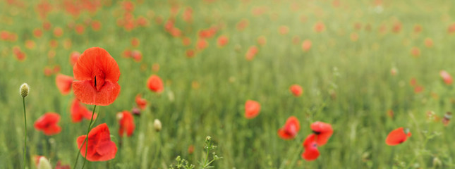 Bright red poppy flowers growing in field of green unripe wheat, wide banner