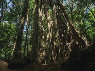Obraz premium tree in the woods