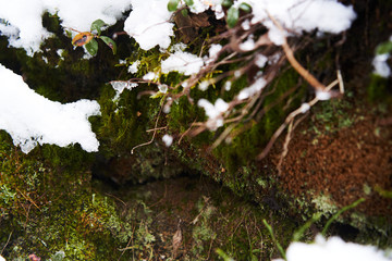 Close-up of a plant in the snow