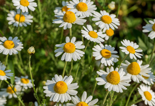 Bloom. Chamomile. Blooming chamomile field, chamomile flowers on meadow in summer, selective focus, blur. Beautiful nature scene with blooming medical daisies on sun day. Beautiful meadow background © Aleksandr Lesik
