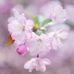 Fototapeta na wymiar Close-up Of Pink Flowers Blooming On Tree
