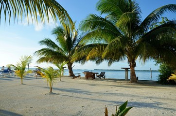Plaża z palmami na wyspie Caye Caulker w Belize na Jukatanie.