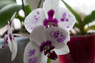 White orchid with violet patterns on blurry background close up. Petals orchid. Flowers background